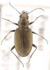 Bembidion striatum